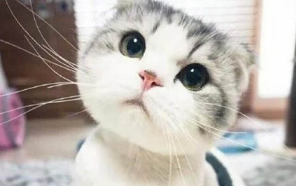 貓咪嘆氣什么原因