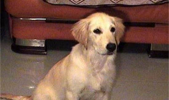 狗狗是不是不能吃猴桃