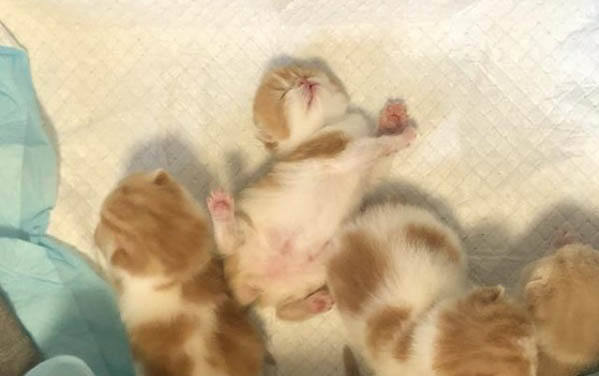 半個(gè)月的小貓眼睛糊住是什么原因