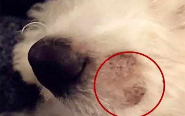 幼犬糧和成犬糧有什么區別