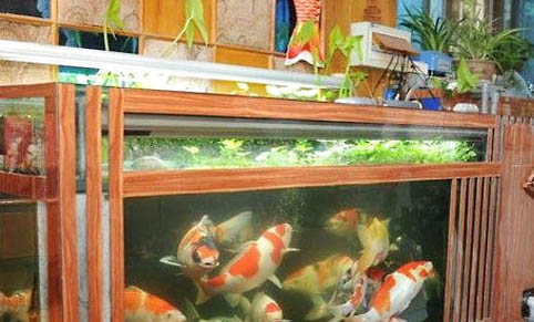錦鯉魚可以和什么魚一起養