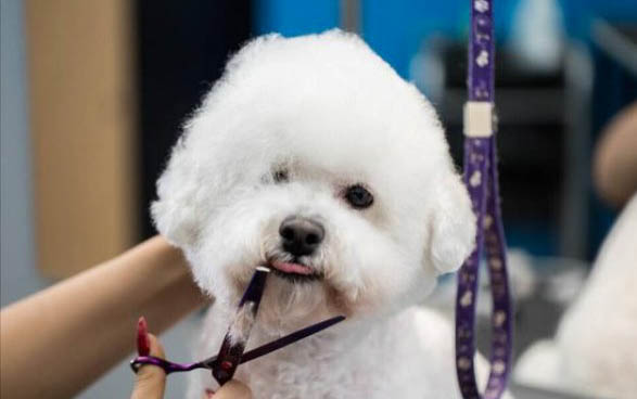 比熊犬價格多少錢一只
