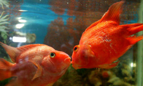 飼養(yǎng)接吻魚需要注意什么