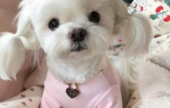 馬爾濟(jì)斯犬大概多少錢(qián)一只