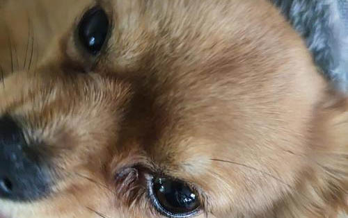 狗狗眼屎多而且黃稠是什么原因