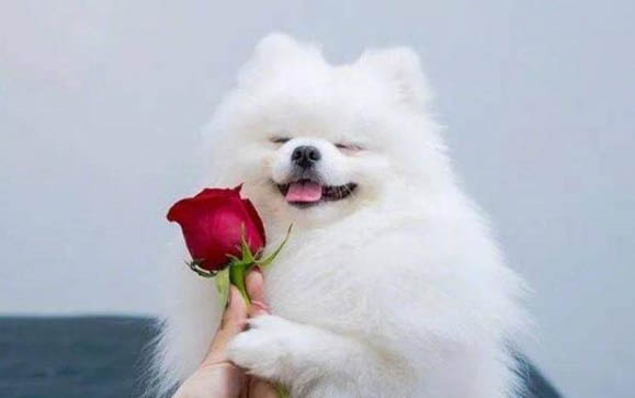 土狗幼犬特征