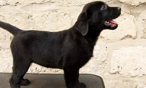 黑色拉布拉多犬多少錢一只