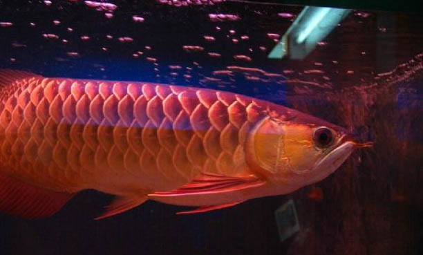 一條金龍魚多少錢