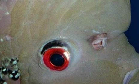 羅漢魚餓多久可以起頭