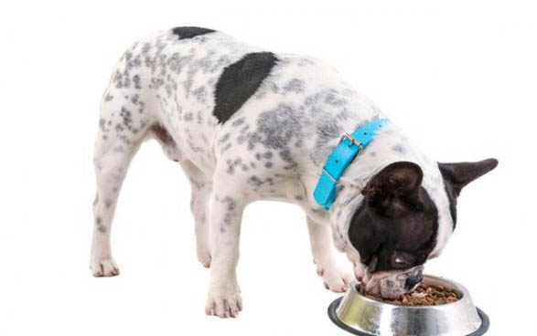 狗狗撕扯狗窩的原因及處理方法
