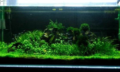 怎樣清除魚缸里蛋白蟲