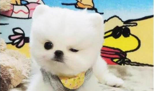 狗狗能不能吃椰子