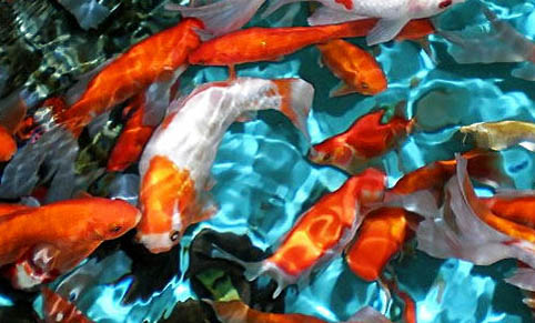 魚缸養錦鯉水渾怎么辦