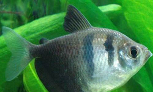 魚缸里的青苔怎么清除