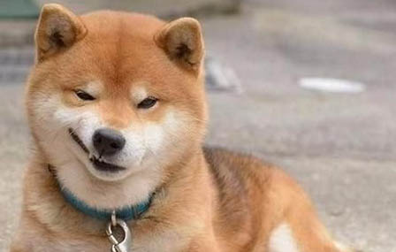 幼犬吃狗糧要泡多久