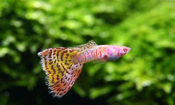 文種金魚哪種比較好養