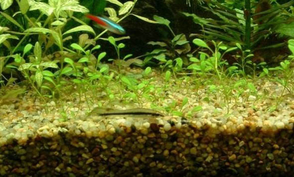 黑線飛狐魚怎么繁殖
