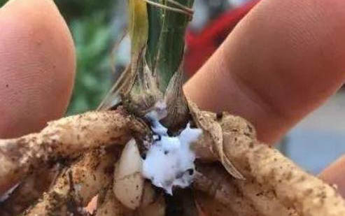 怎樣治貓拉稀