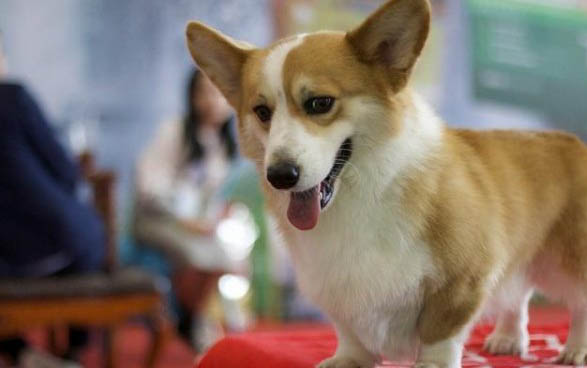 什么狗適合做治愈犬