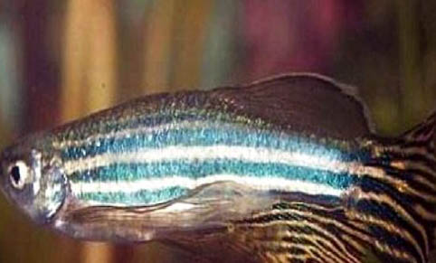 斑馬魚和金魚能一起養(yǎng)嗎