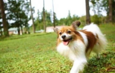 蝴蝶犬需要陪伴嗎