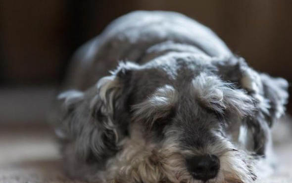 雪納瑞犬什么時候剪指甲