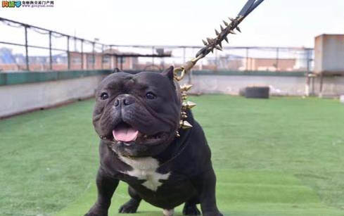 美國惡霸犬好養嗎?