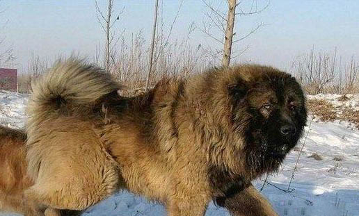 狗狗不排便怎么辦?