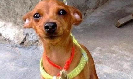 小鹿犬的四個缺點