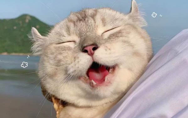 貓咪能不能吃面包?