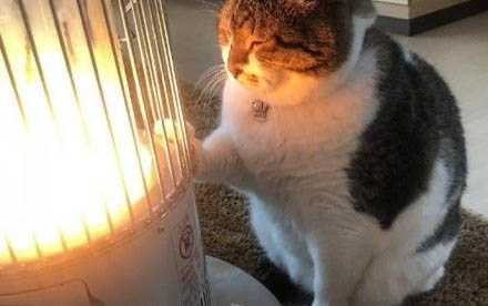 貓咪失聲了能自愈嗎
