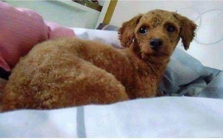 泰迪狗狗有球蟲有哪些癥狀