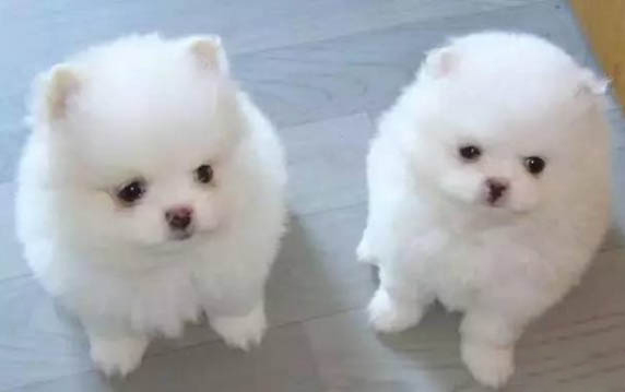 狗狗前腿不好會脫臼嗎?