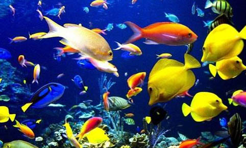 荷塘養(yǎng)魚(yú)水質(zhì)太差怎么辦