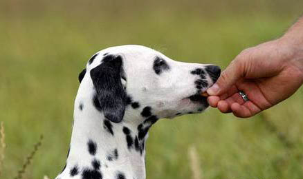 狗狗得了犬瘟要多久才能產生抗體