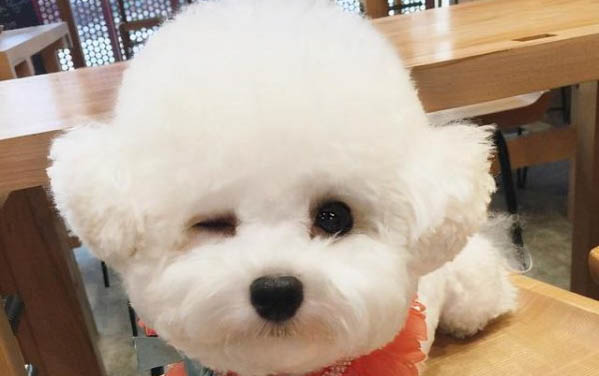 狗狗驅蟲可以治耳螨嗎