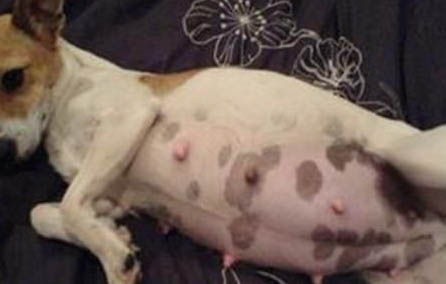 如何判斷狗狗是否得了犬瘟?