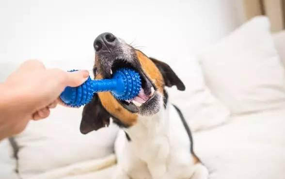 棉花面紗犬哪里有賣