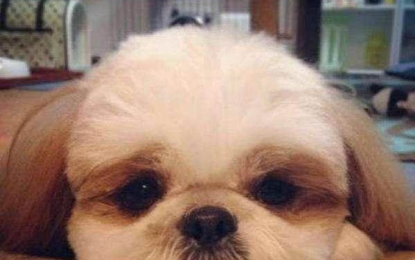 狗狗身上的蜱蟲會傳染給人嗎?