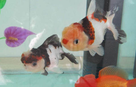 金魚(yú)要不要睡覺(jué)