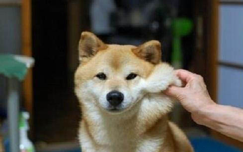 柴犬與小黃土狗的區(qū)別
