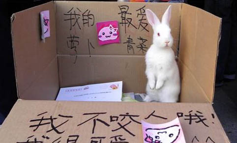 兔子可以吃柚子皮嗎