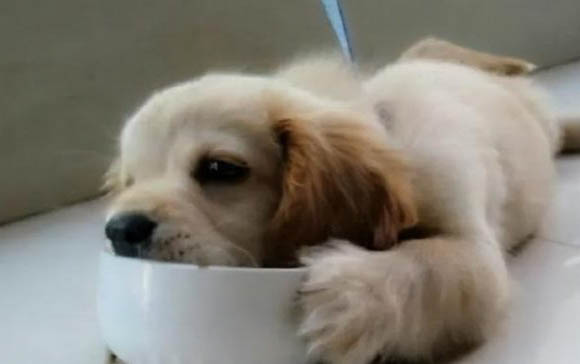 狗狗內臟受損能自己恢復嗎?