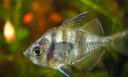 秋季釣魚氣壓多少適合釣魚