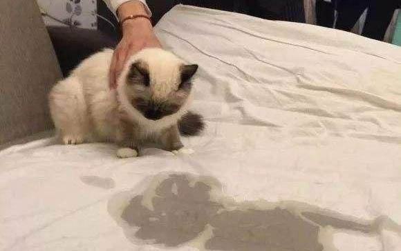 貓多久算成年啊