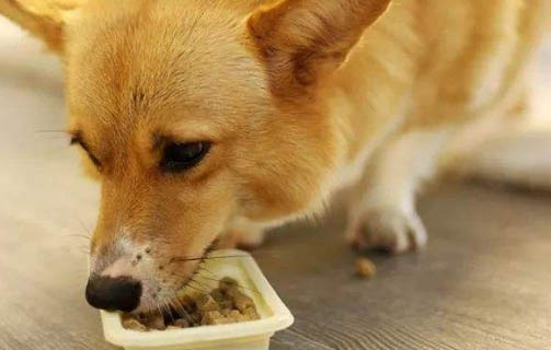 幼犬打了干擾素沒精神