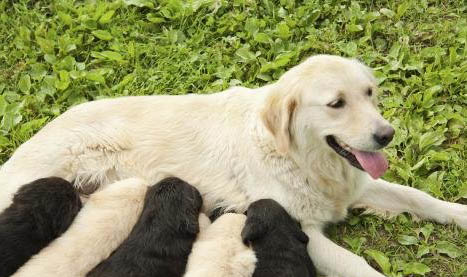 狗狗拉稀是什么原因及處理方法