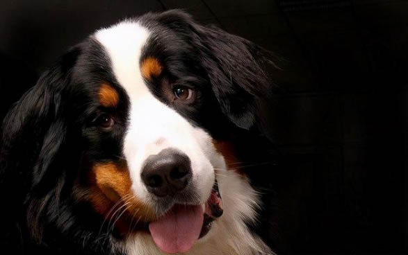 史賓格幼犬喂養(yǎng)