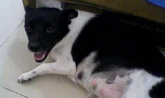 母犬生完小狗后的護理