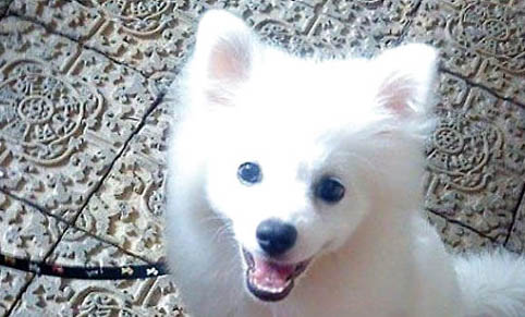 銀狐犬腹水的病因